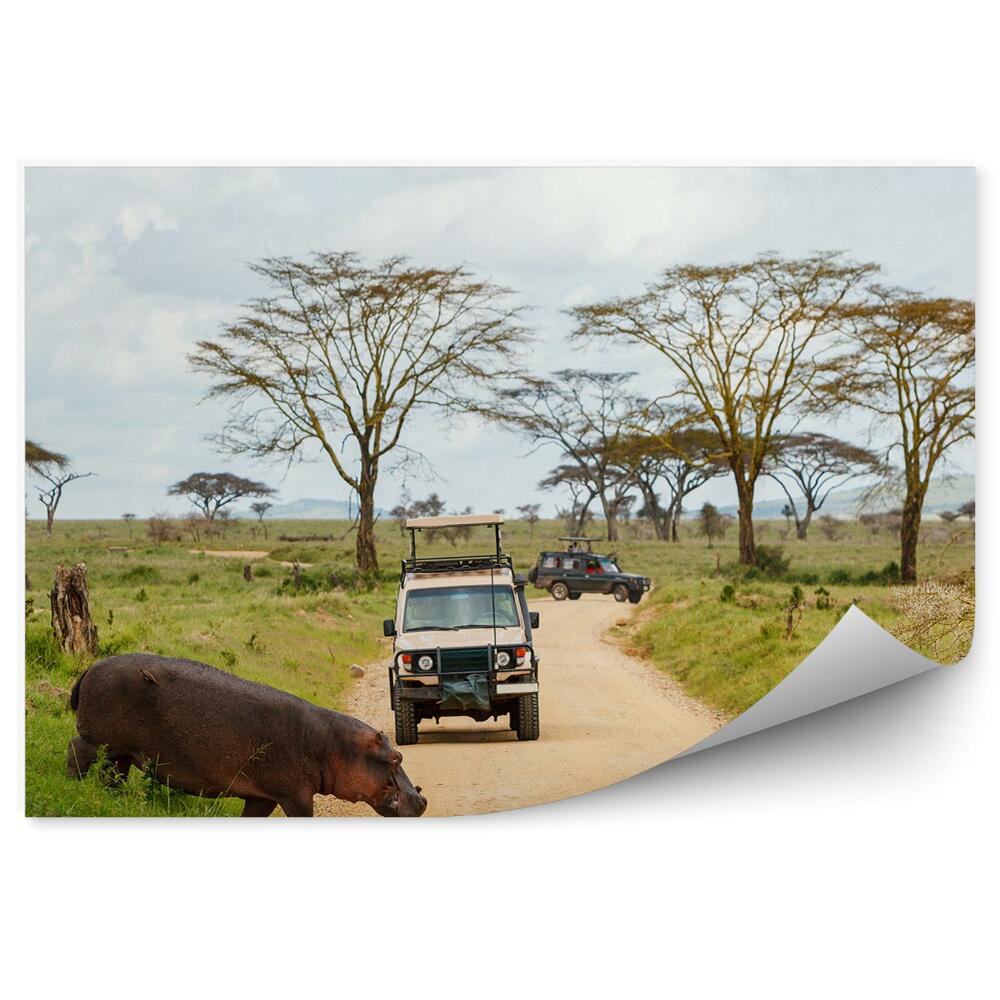 Okleina ścienna Hipopotam zwierzę droga safari pojazdy
