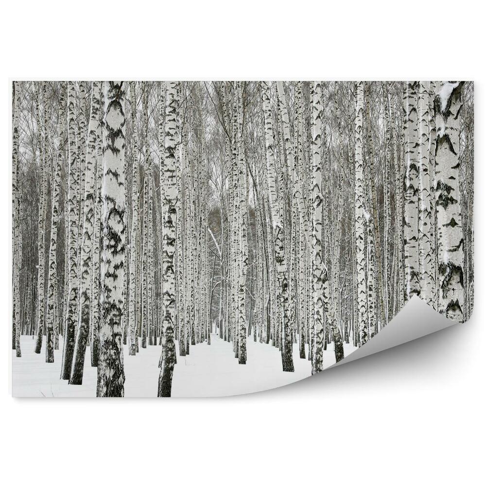 Okleina ścienna Zimowy las brzozowy