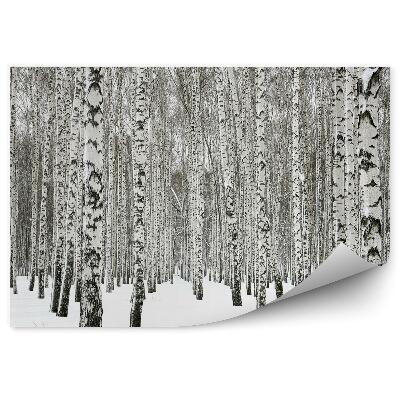 Okleina ścienna Zimowy las brzozowy