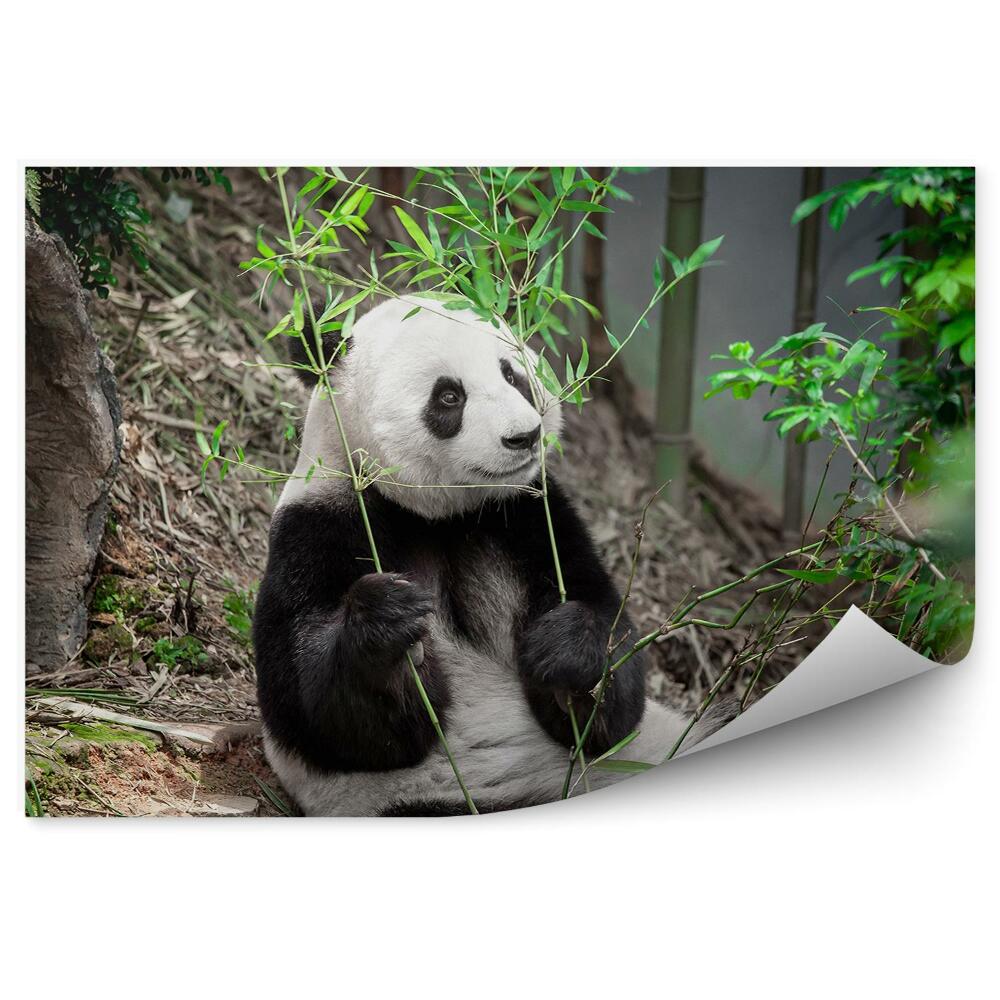 Okleina ścienna Panda trzymająca liście bambusa