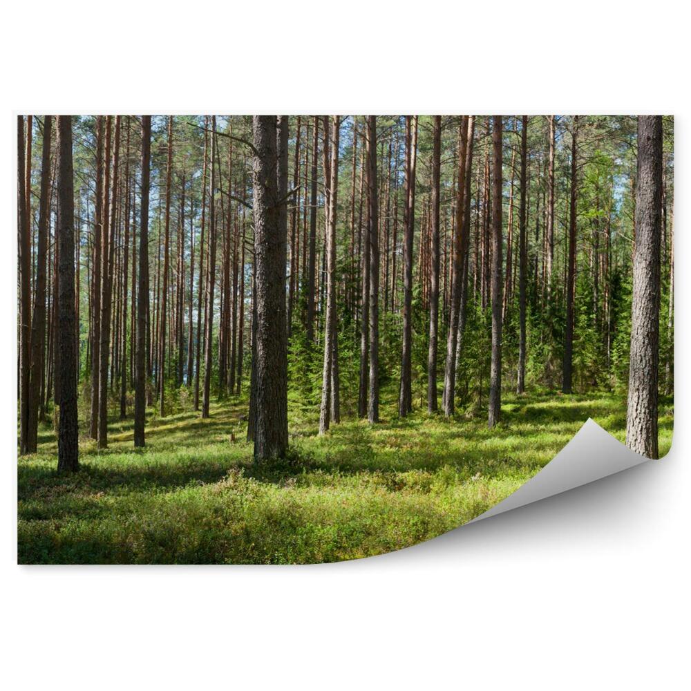 Fototapeta Lato leśnych panorama