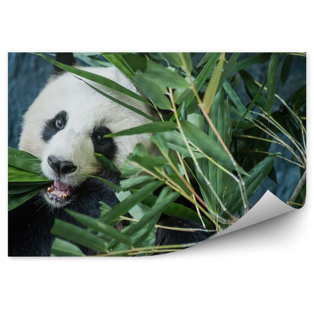 Okleina ścienna Panda gryząca liście bambusa