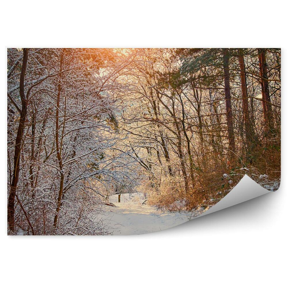 Fototapeta Zimowy las iglasty liściasty
