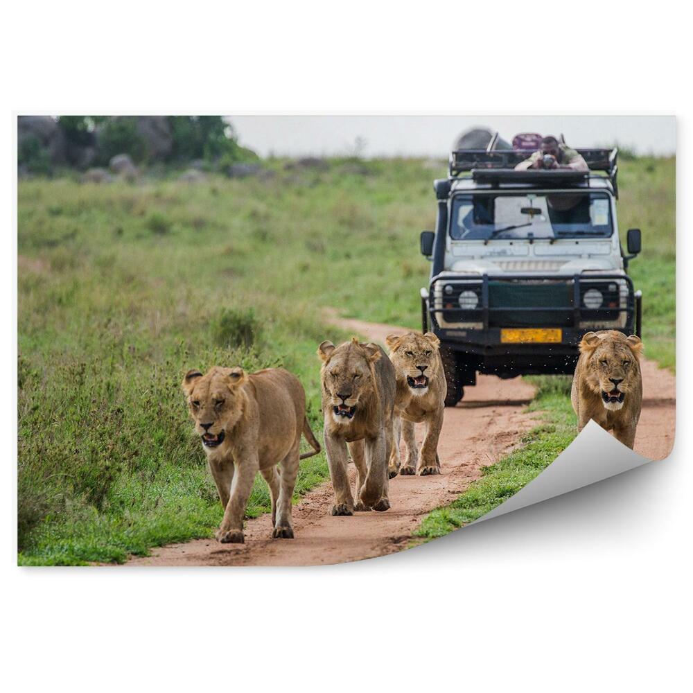 Okleina ścienna Zieleń natura zwierzęta safari lwice