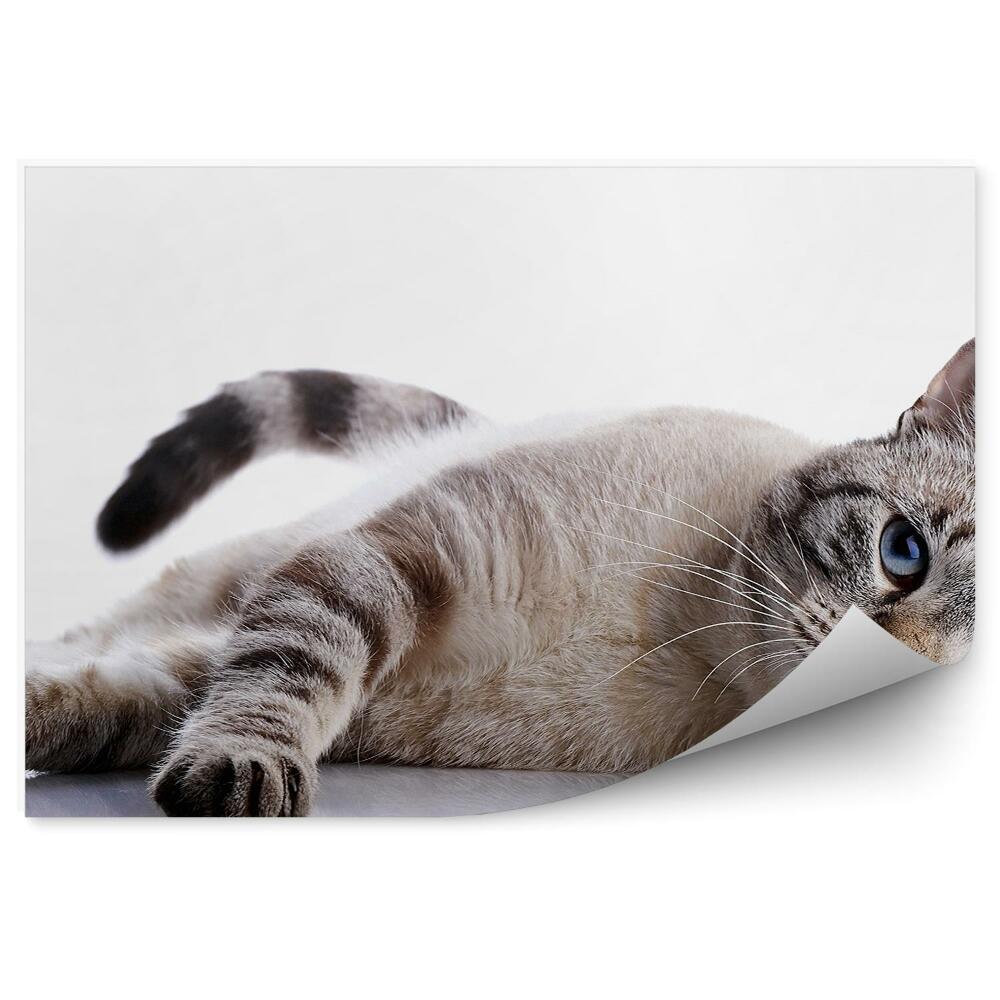 Fototapeta Szary kot niebieskie oczy leży odpoczynek białe tło