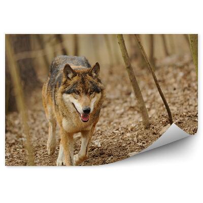 Fototapeta Wilk spacer las drzewa jesień