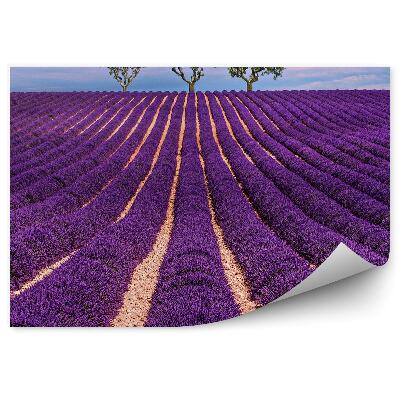 Fototapeta na ścianę Lawendowe pole niebo chmury drzewa