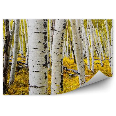 Fototapeta na ścianę Białe drzewa brzozy topole