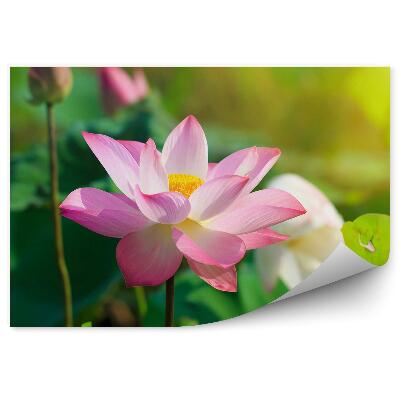 Okleina ścienna Kwiaty lotosu