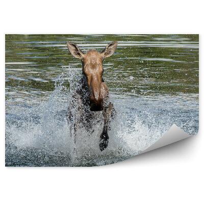 Fototapeta na ścianę Łoś i rozbryzgująca woda