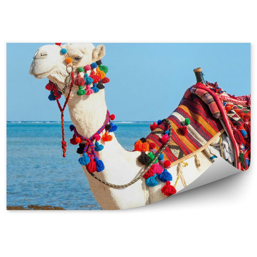 Okleina ścienna Biały wielbłąd spoczynek egipska plaża woda
