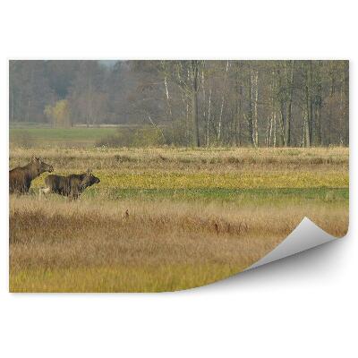 Okleina ścienna Łosie trawa polana drzewa jesień