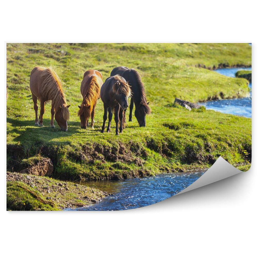 Okleina ścienna Konie pastwisko zielona trawa strumień islandia