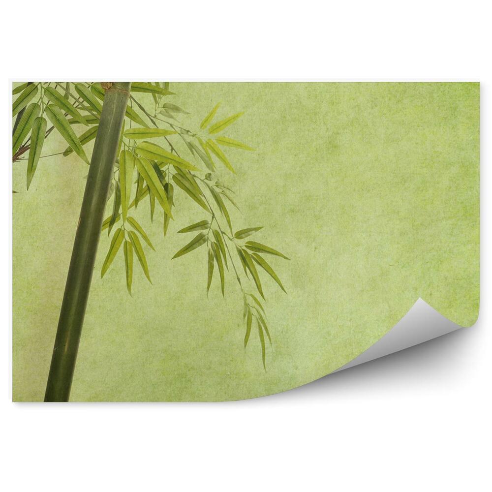 Okleina ścienna Bambus rysowany tekstura zielone tło