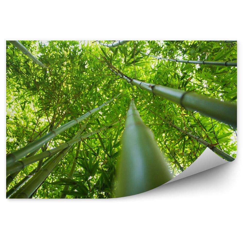 Fototapeta Bambusowy las tropiki