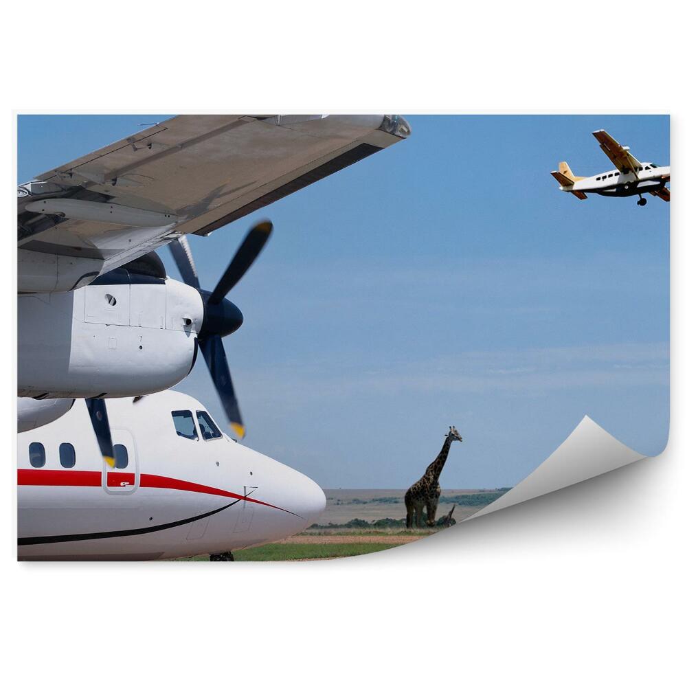 Fotopeta Transport samoloty lotnisko żyrafy