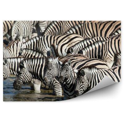 Fototapeta Zebry przy wodopoju