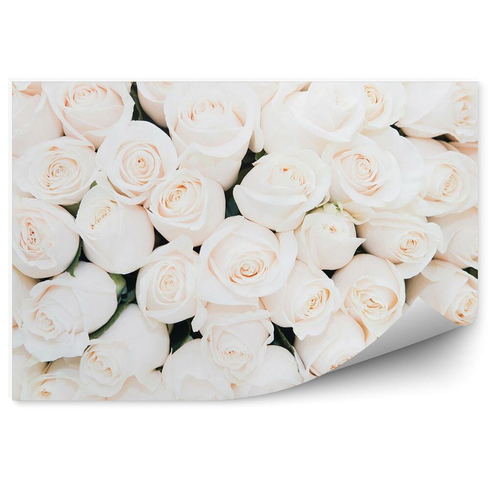 Fototapeta na ścianę Białe róże kwiaty tło