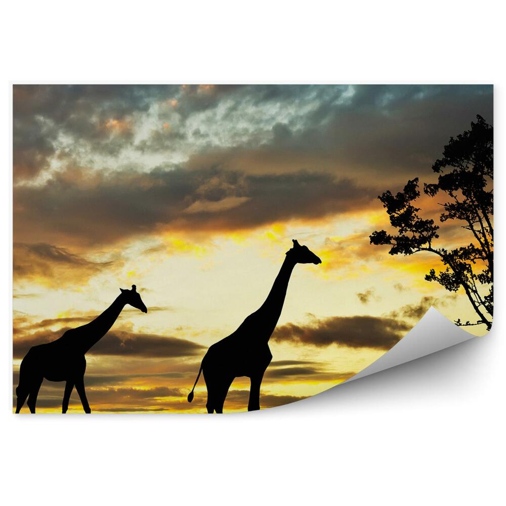 Fototapeta Sylwetki żyraf natura zwierzęta zachód słońca