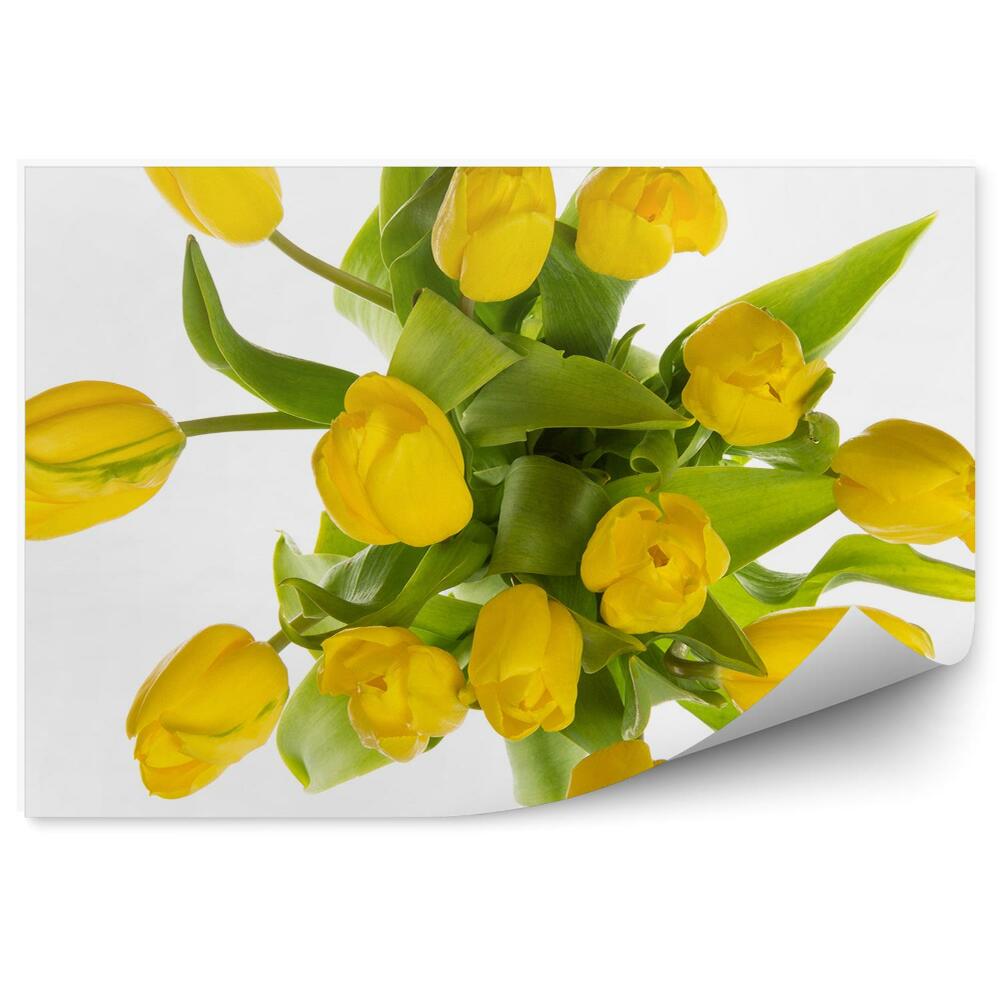 Fototapeta na ścianę Delikatne żółte tulipany