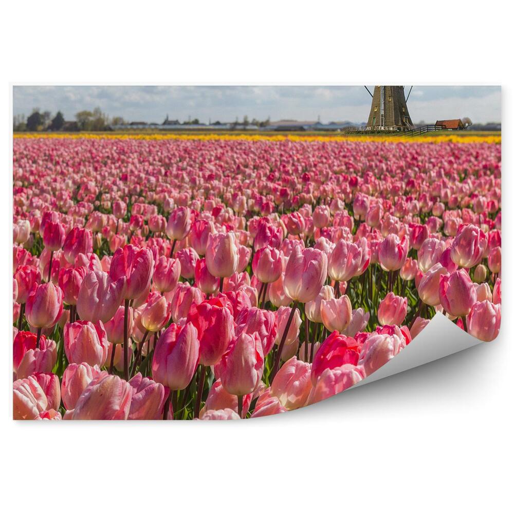 Fototapeta na ścianę Różowe tulipany wiatraki niebo chmury holandia