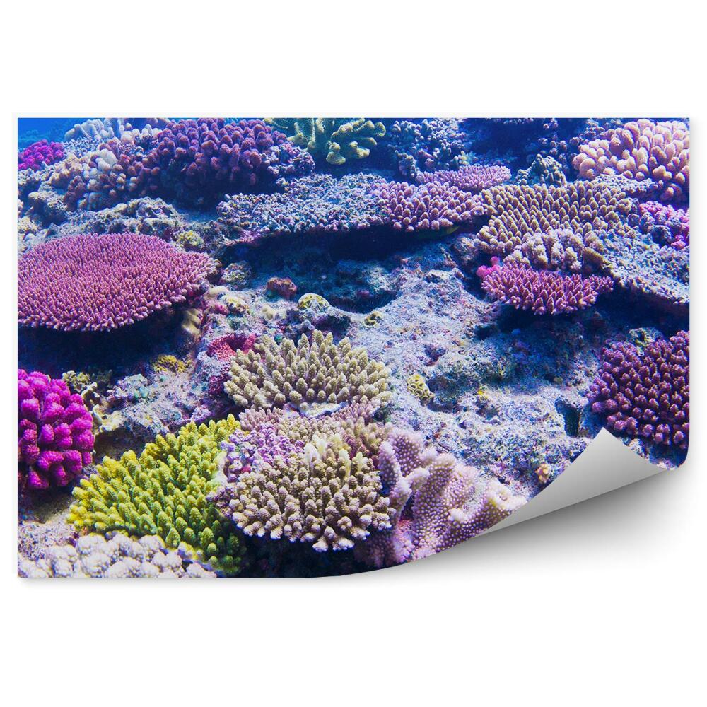 Okleina ścienna Rafa kolorowa podwodne zdjęcie