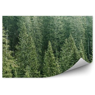 Fototapeta Lasy iglaste widok