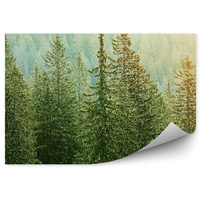 Fototapeta Lasy iglaste widok