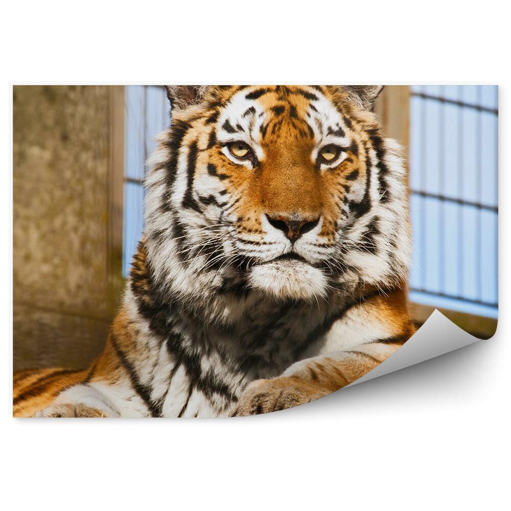 Fototapeta Tygrys w ogrodzie zoologicznym