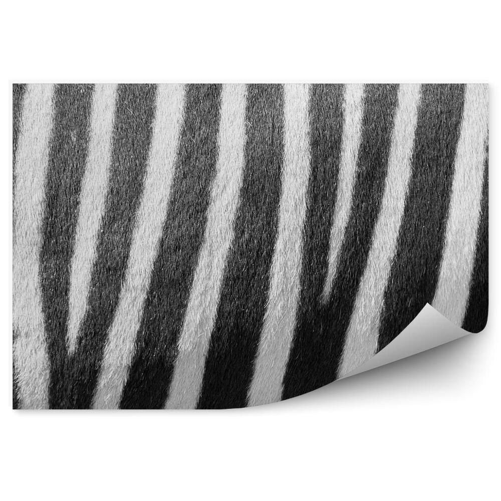 Fototapeta samoprzylepna Zebra futro czarno-białe paski blask