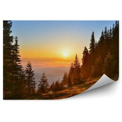 Fototapeta Wschód lasu w górach wiosną las