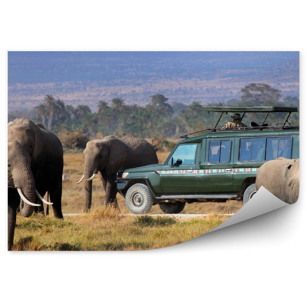 Okleina ścienna Sawanna roślinność trawy słonie safari