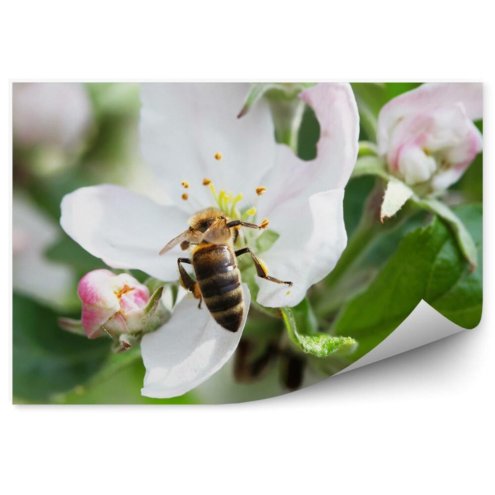 Okleina ścienna Biało różowy kwiat jabłoni pszczoła zielone tło