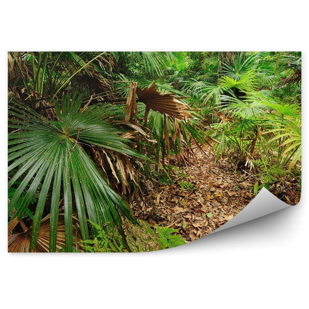 Okleina ścienna Australijski las tropikalny liście