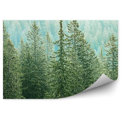 Fototapeta Lasy iglaste widok