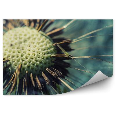 Fototapeta na ścianę Nasiona dmuchawca