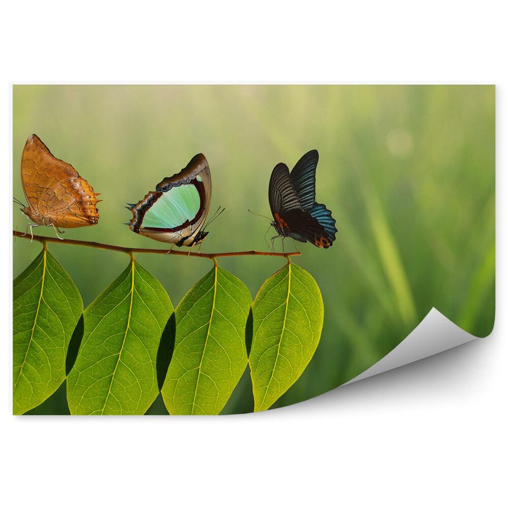 Fototapeta na ścianę Motyle zwierzęta na gałązce zielone listki wśród traw