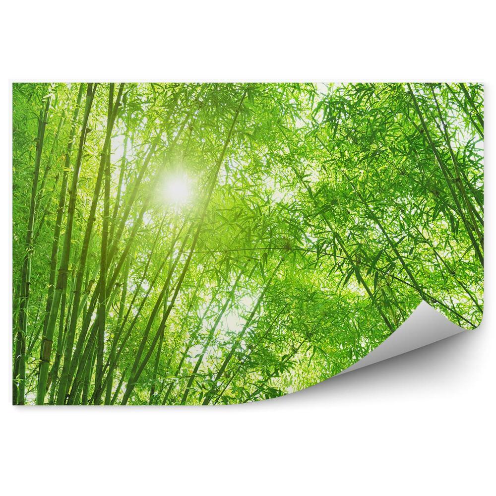 Okleina ścienna Drzewa bambus las zieleń słońce blask