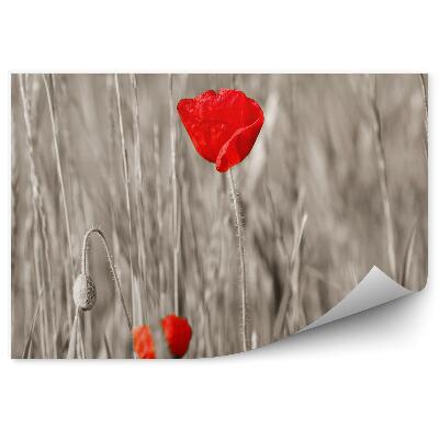 Fototapeta na ścianę Czerwony maki szare łodygi kwiatki płatki