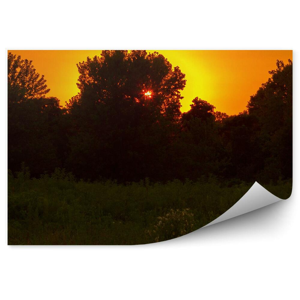 Fototapeta Trawa drzewa zachód słońca