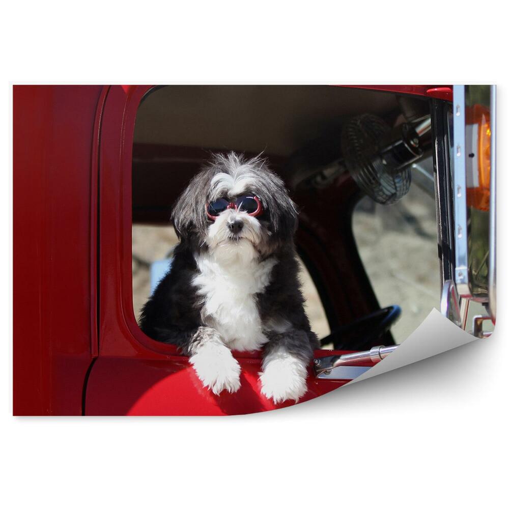 Fototapeta na ścianę Mały pies w oknie ciężarówki