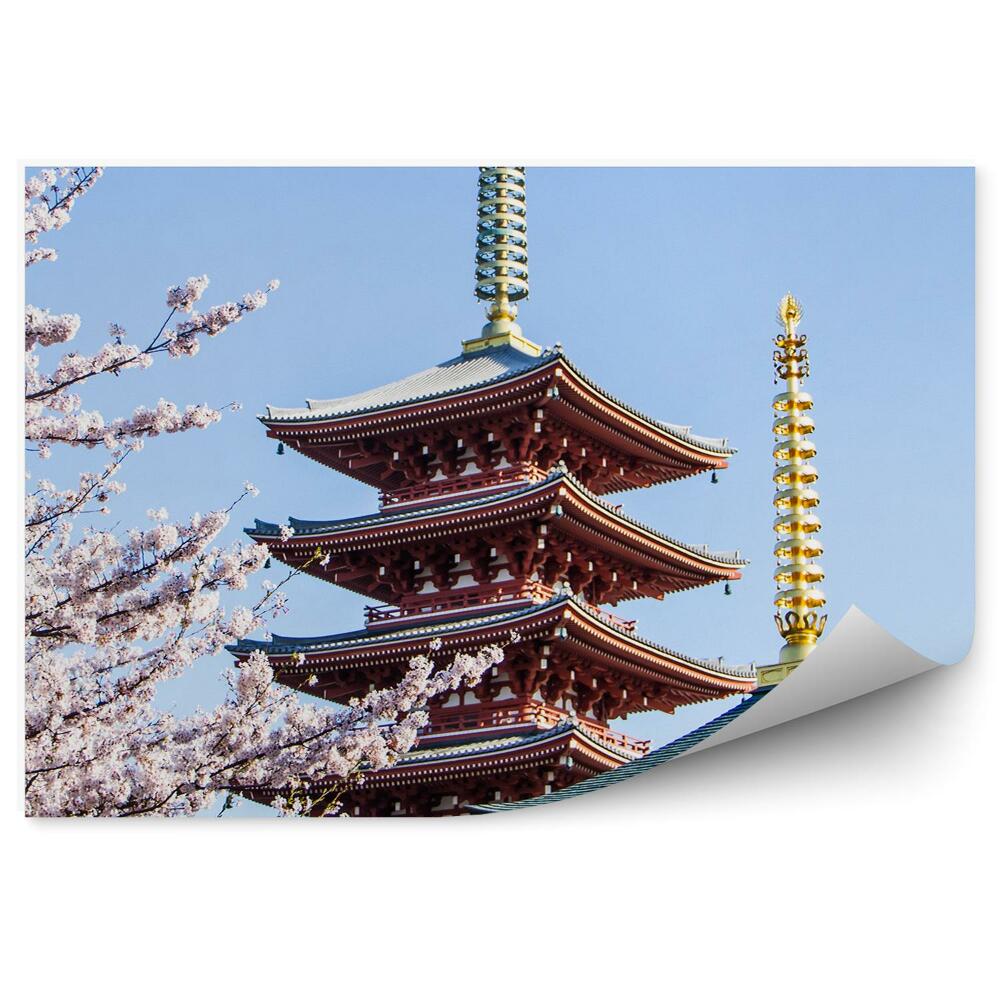 Fototapeta Asakusa japonia sakura świątynie kultura