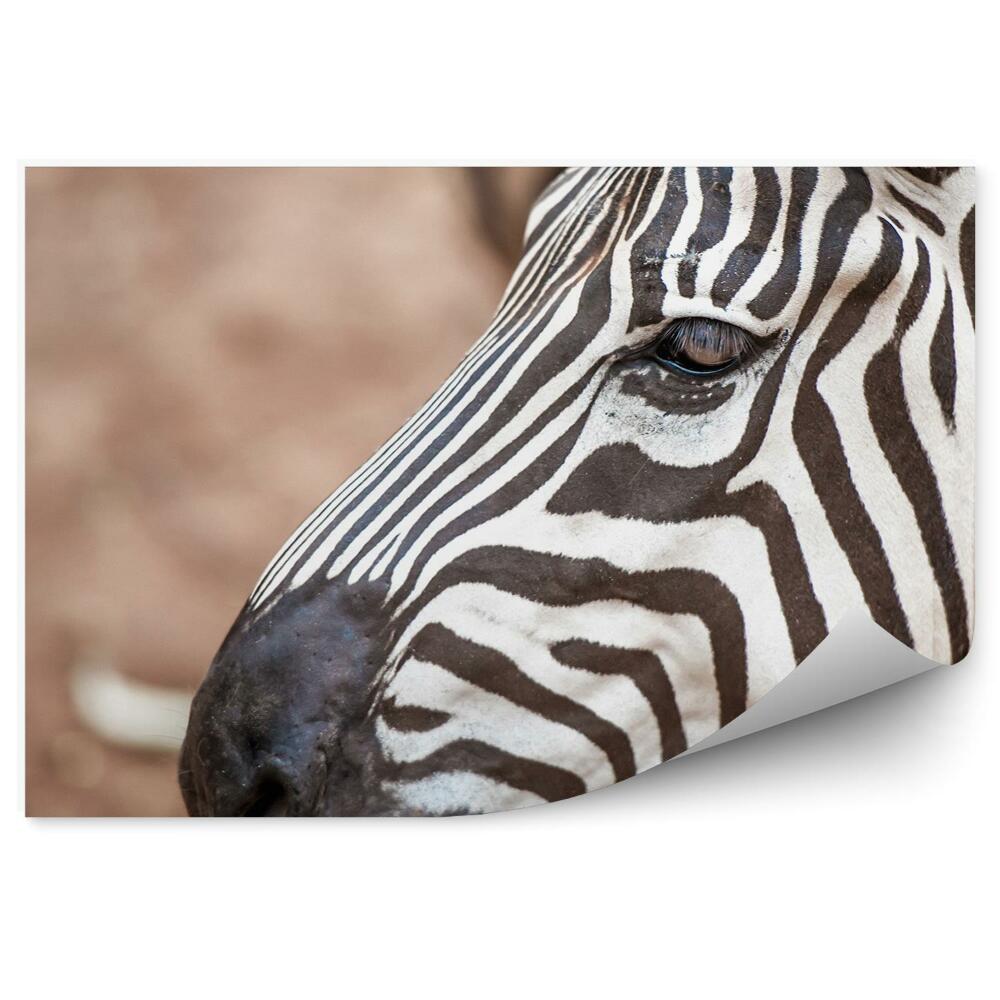 Fototapeta Para zebr w zoo