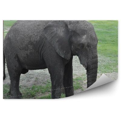 Okleina ścienna Słoń na ekspozycji