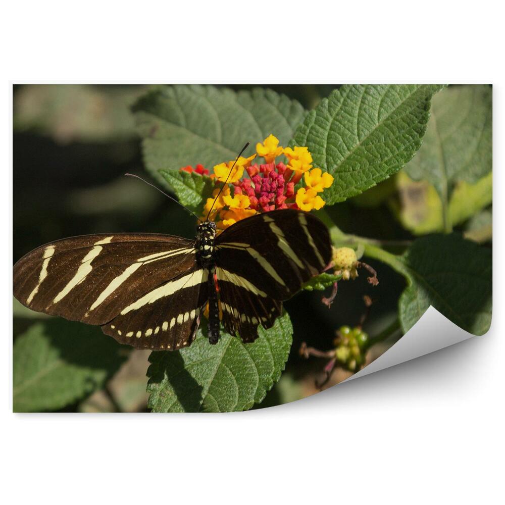 Fototapeta Motyl zebra długie skrzydła rośliny kwiatek