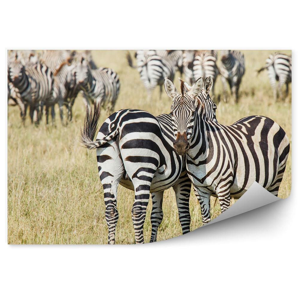 Fototapeta Para zebr na tle stada