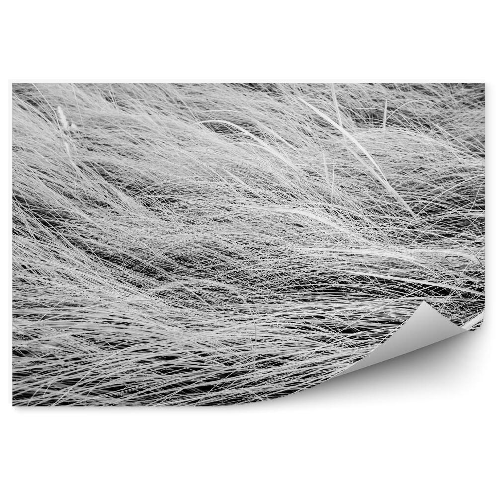 Fototapeta Czarno-białe zdjęcie długie trawy pola