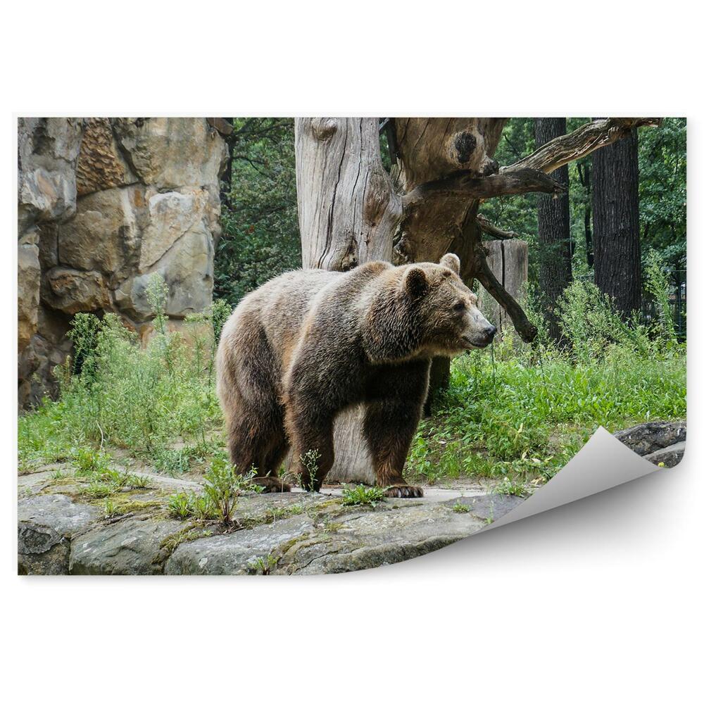 Okleina ścienna Niedźwiedź grizzly w zoo