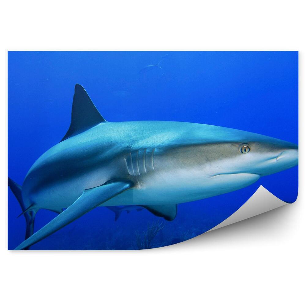 Okleina na ścianę Morze Karaibskie rekin zwierzę