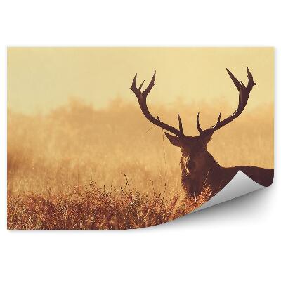 Okleina ścienna Jeleń na zamglonej łące